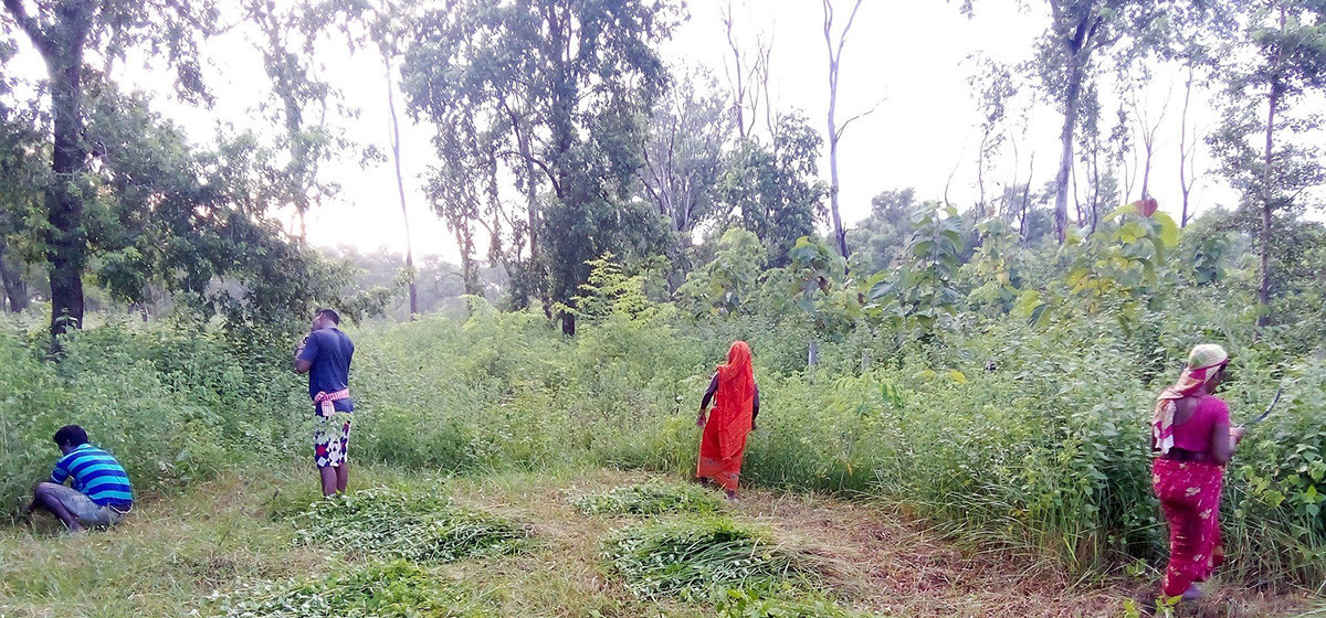 चुरे संरक्षण अभियान : झोवाई खोल्सी सामुदायिक वनमा स्थानीयबाट वृक्षरोपण सुरु
