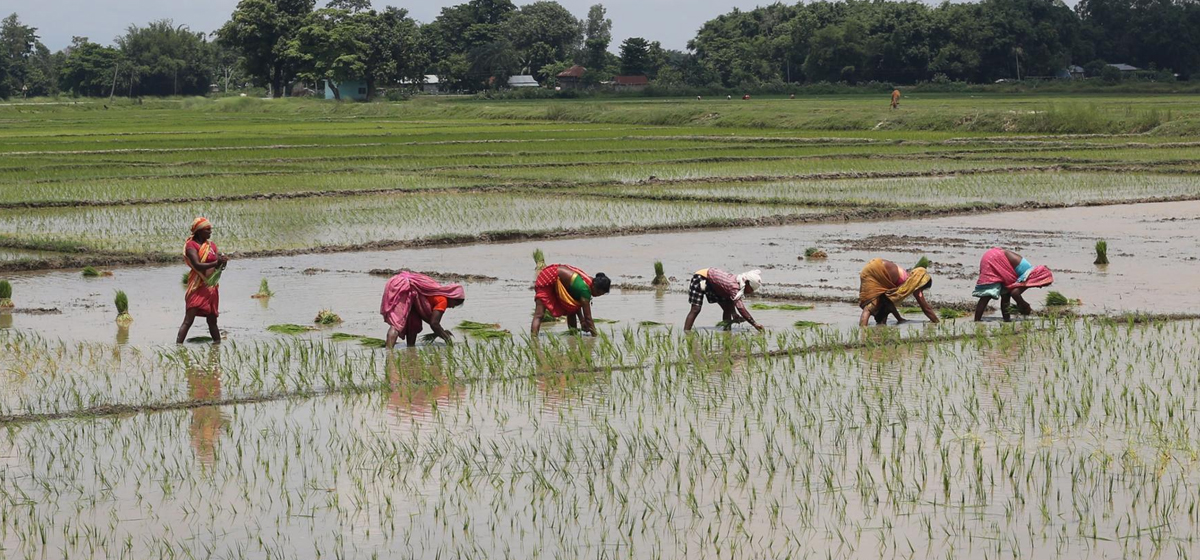 बारामा सतप्रतिशत धान रोपाइँ सम्पन्न