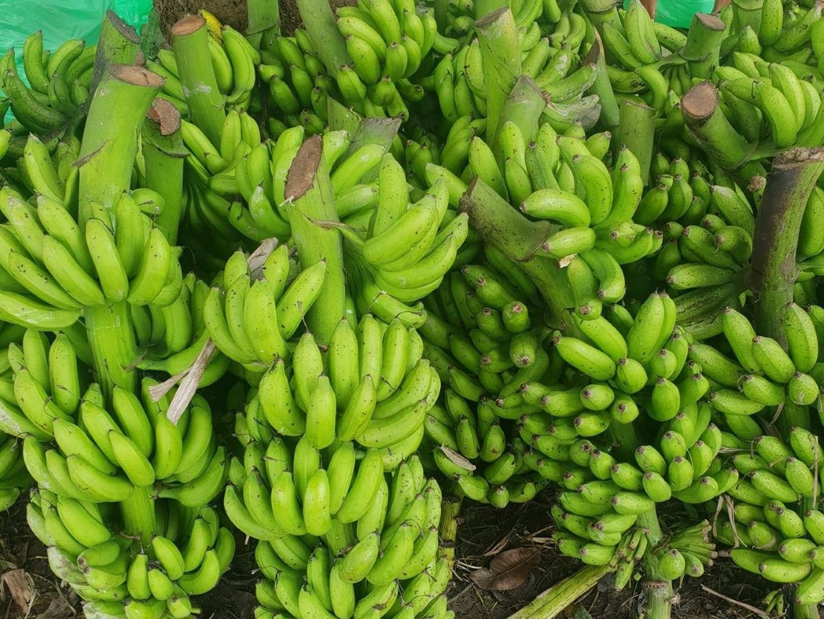 नेपाली केराले नै दसैँ–तिहार र छठ धान्ने, आयात नगर्न अनुरोध