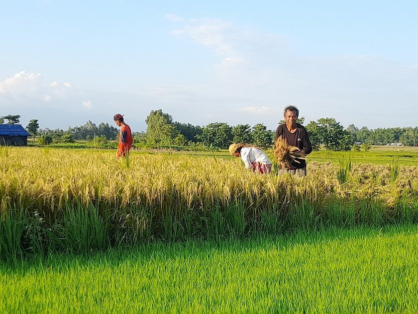 धनुषामा चैते धान खेतीतर्फ किसानको आकर्षण बढ्दै