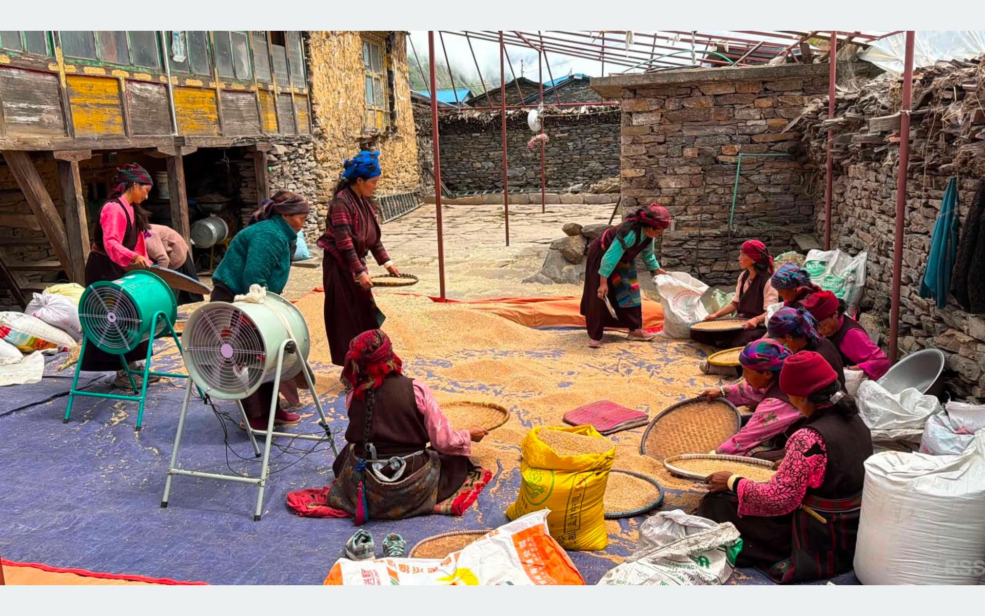 ११ महिनामा पाकेको गहुँ साइत जुराएर भित्र्याउँदै चुमभ्यालीका किसान