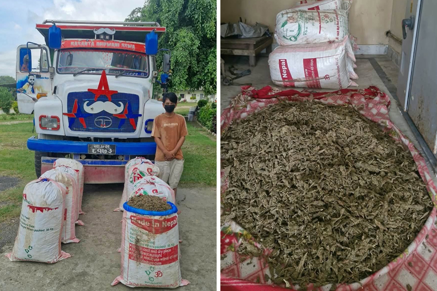 उदयपुरमा १९९ किलो गाँजासहित टिपर चालक पक्राउ