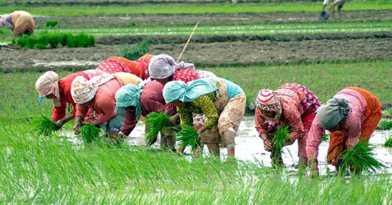 मधेशमा धान रोपाइँ ९१.५५ प्रतिशत, सिरहामा शतप्रतिशत सम्पन्न