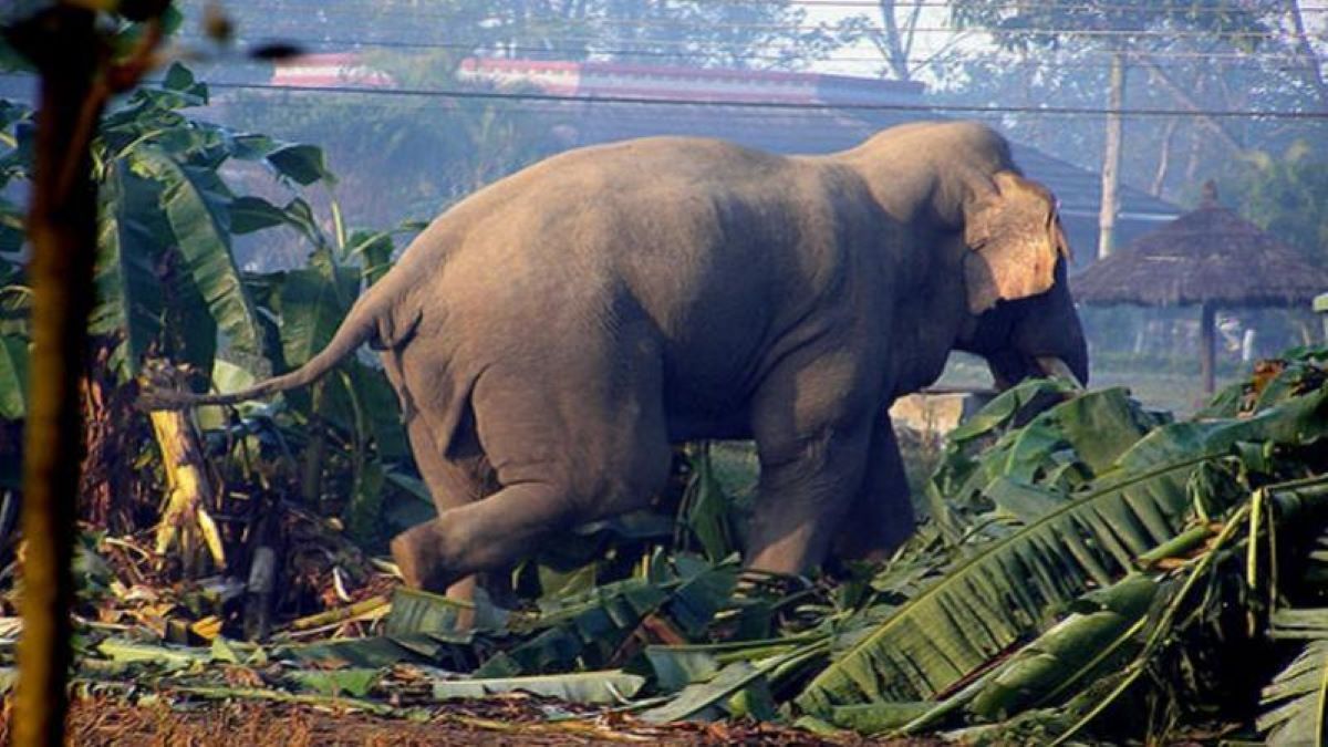 सौराहाको मध्यवर्ती क्षेत्रमा नयाँ जङ्गली हात्ती