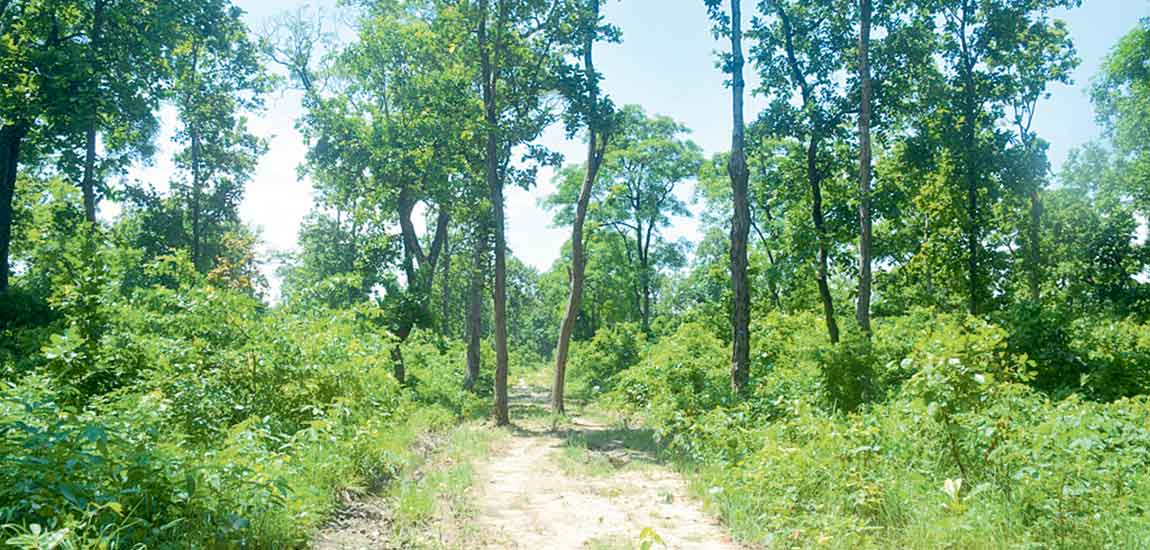 वन अतिक्रमणमा संलग्नविरुद्ध कडा कारबाही गरिने