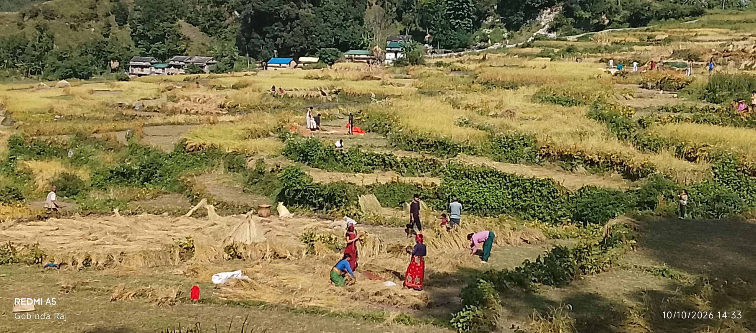 बाजुराका किसानलाई चाडपर्वभन्दा बाली भित्र्याउने चटारो